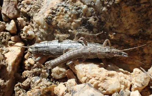 Timema nevadense - photo 2