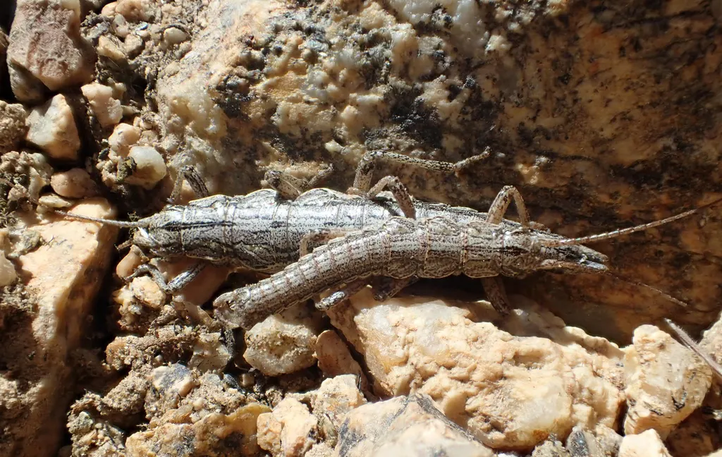Timema nevadense - photo 3