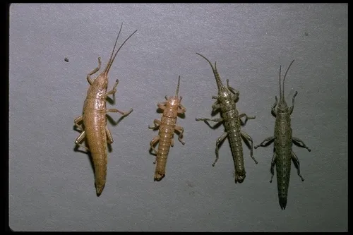 Timema podura