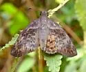 Brown-banded Skipper - Hodges#3941 - photo 3