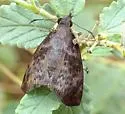 Brown-banded Skipper - Hodges#3941 - photo 4
