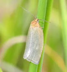 Timothy Tortrix - photo 2