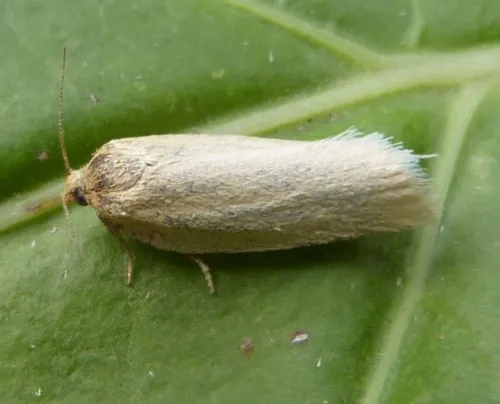 Timothy Tortrix - photo 3