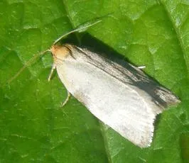 Timothy Tortrix - photo 4