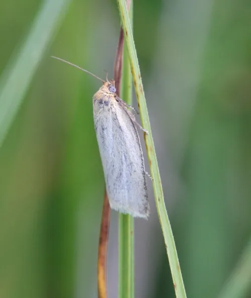 Timothy Tortrix - photo 5