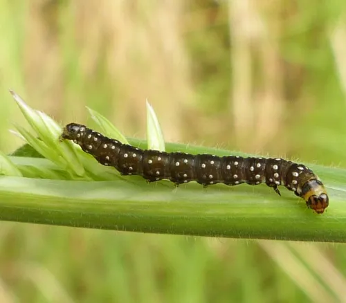 Timothy Tortrix - photo 6
