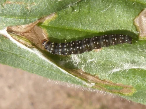 Timothy Tortrix - photo 7
