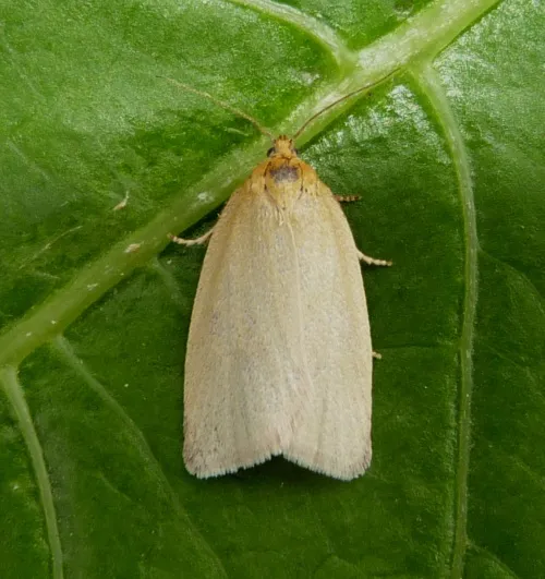 Timothy Tortrix - photo 8