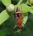 Timulla cyllene