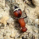 Timulla dubitata