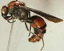 Timulla euterpe