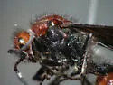 Timulla euterpe - photo 4