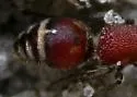 Timulla ferrugata