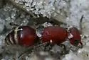 Timulla ferrugata - photo 2