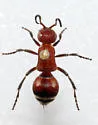 Timulla ferrugata - photo 3