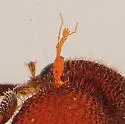 Timulla floridensis - photo 5