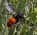 Timulla grotei - photo 2