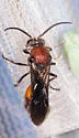 Timulla hollensis - photo 2