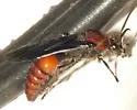 Timulla ocellaria - Timulla ocellaria