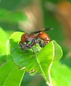 Timulla ornatipennis
