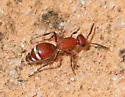 Timulla ornatipennis - photo 3