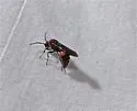 Timulla subhyalina