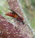 Timulla subhyalina - photo 2