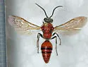 Timulla subhyalina - photo 3