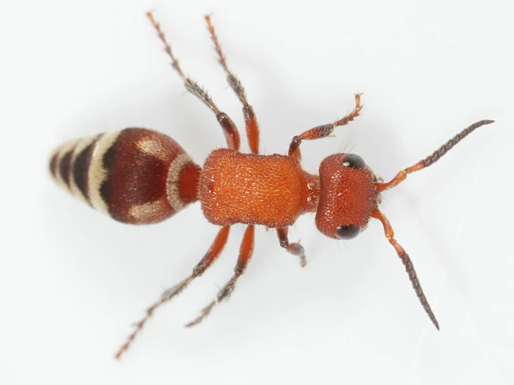 Timulla vagans
