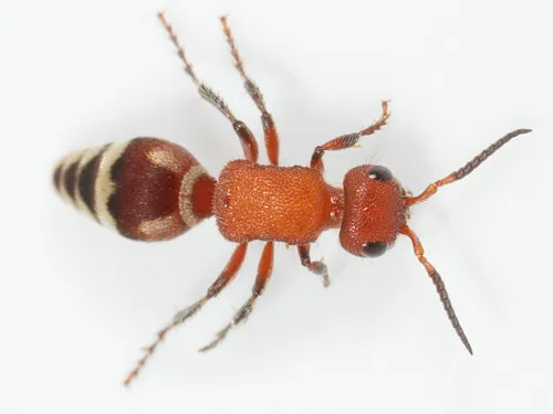 Timulla vagans - photo 2