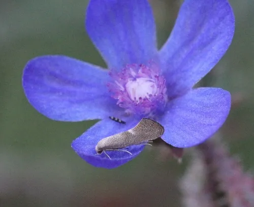 Tinagma anchusella