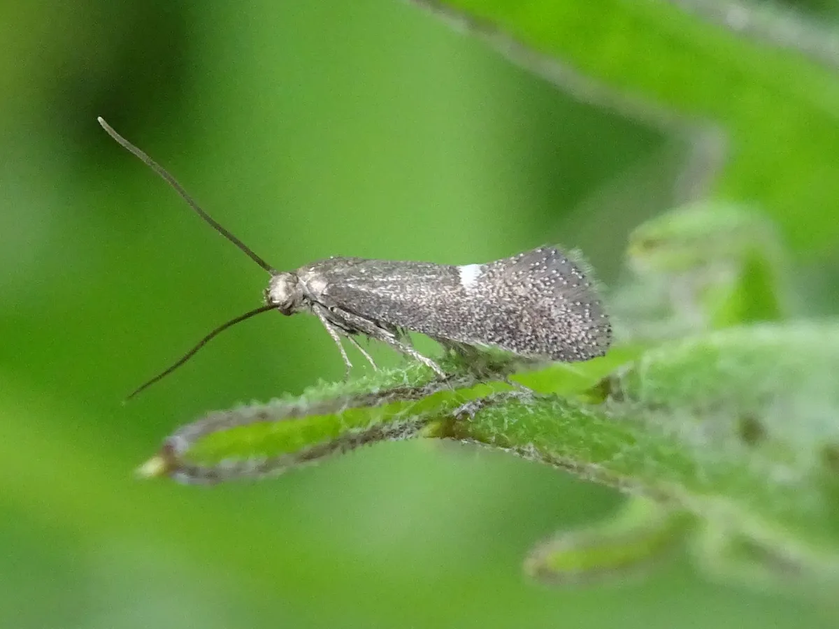 Scarce Spear-wing - photo 3