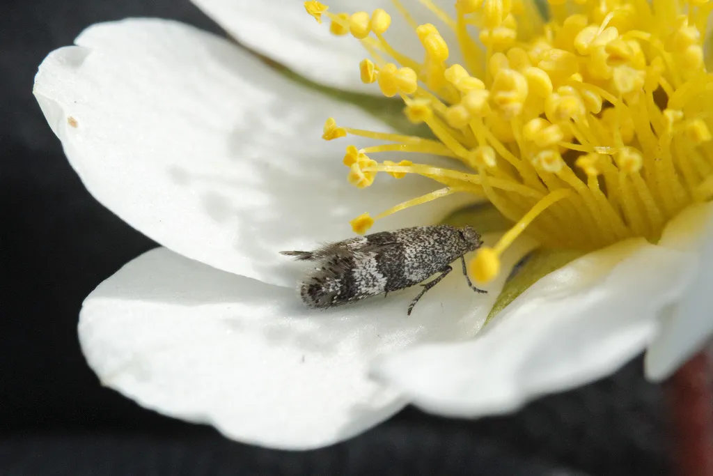 Tinagma dryadis - Hodges#2488.1 - photo 2