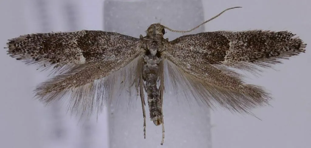 Tinagma gigantea - Hodges#2485