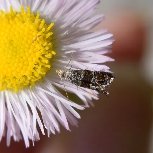 Tinagma obscurofasciella - Hodges#2487