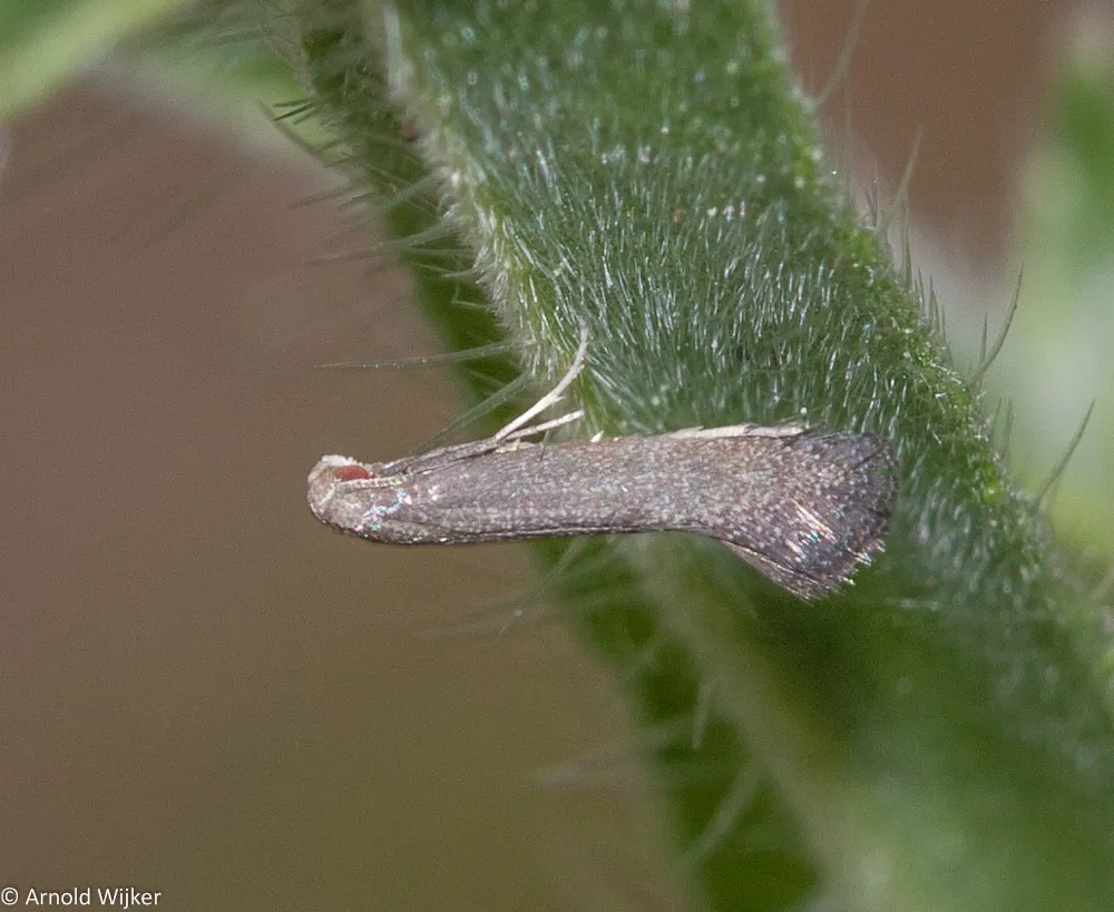 Bugloss Spear-wing - photo 2