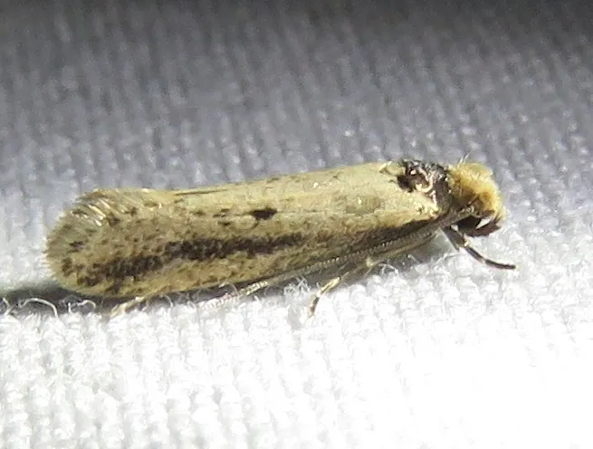 Dark-collared Tinea Moth - photo 2