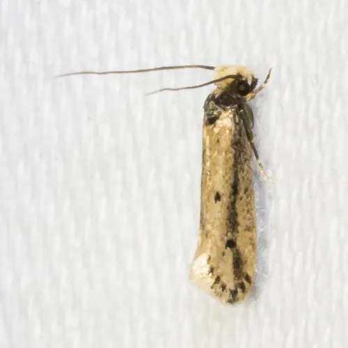 Dark-collared Tinea Moth - photo 4