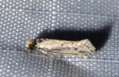 Dark-collared Tinea Moth - photo 5