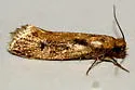 Tinea carnariella - Hodges#0394