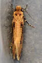 Tinea carnariella - Hodges#0394 - photo 3
