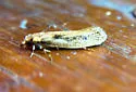 Tinea carnariella - Hodges#0394 - photo 4