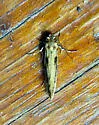 Tinea carnariella - Hodges#0394 - photo 5
