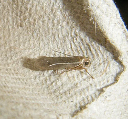 Tinea columbariella