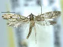 Tinea dubiella - Hodges#0397