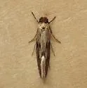 Tinea irrepta - Hodges#0399