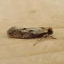 Tinea irrepta - Hodges#0399 - photo 2