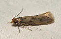 Tinea irrepta - Hodges#0399 - photo 3