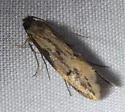 Tinea irrepta - Hodges#0399 - photo 4