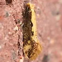 Tinea mandarinella - Hodges#0400 - photo 2